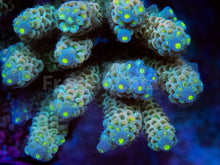 Carregar imagem no visualizador da galeria, FK CandyLight Tenuis Acropora (Signature Coral - Cut-To-Order)