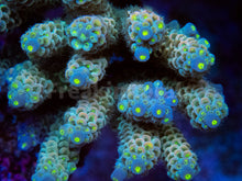Load image into Gallery viewer, FK CandyLight Tenuis Acropora (Signature Coral - Cut-To-Order)