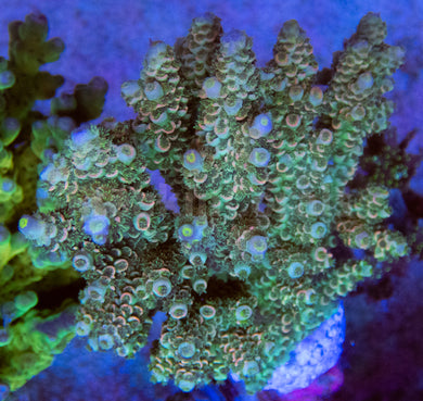 FK Homewrecker Style Tenuis Acropora (Signature Coral - Cut-To-Order)
