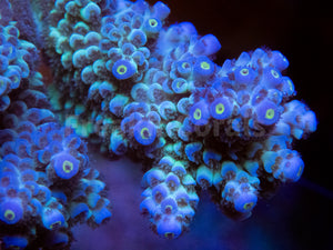FK Blue Dream Tenuis Australia Wild Acropora (Signature Coral - Cut-To-Order)