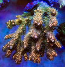 Carregar imagem no visualizador da galeria, FK Solar Millepora Acropora (Signature Coral - Cut-To-Order)
