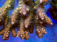 Carregar imagem no visualizador da galeria, FK Solar Millepora Acropora (Signature Coral - Cut-To-Order)