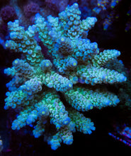 Load image into Gallery viewer, FK Blue Dream Tenuis Acropora (Signature Coral - Cut-To-Order)