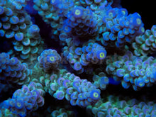 Carregar imagem no visualizador da galeria, FK Blue Dream Tenuis Acropora (Signature Coral - Cut-To-Order)
