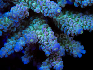 FK Blue Dream Tenuis Acropora (Signature Coral - Cut-To-Order)
