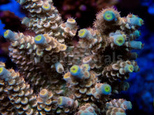 Load image into Gallery viewer, FK Bad Boy Tenuis Acropora (Signature Coral - Cut-To-Order)