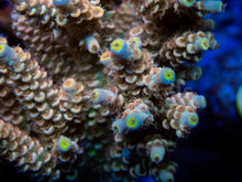 Carregar imagem no visualizador da galeria, FK Bad Boy Tenuis Acropora (Signature Coral - Cut-To-Order)