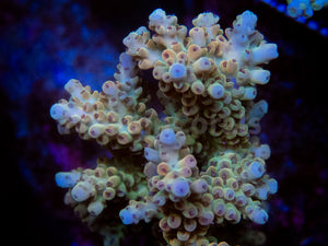 FK Camel Oasis Acropora (Signature Coral - Cut-To-Order)