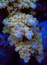 Carregar imagem no visualizador da galeria, FK Camel Oasis Acropora (Signature Coral - Cut-To-Order)