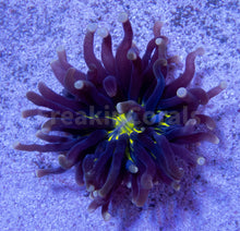Carregar imagem no visualizador da galeria, FK Heliofungia actiniformis Two tone, purple with Green centre Tiny