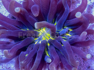 FK Heliofungia actiniformis Two tone, purple with Green centre Tiny