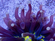 Load image into Gallery viewer, FK Heliofungia actiniformis Two tone, purple with Green centre Tiny