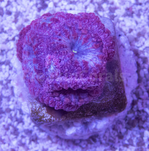 FK Addams Family Blastomussa Welssi Grade B (Rare Color - Collector Coral)