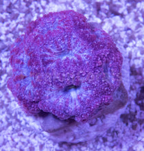 Carregar imagem no visualizador da galeria, FK Addams Family Blastomussa Welssi Grade B (Rare Color - Collector Coral)