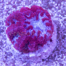 Carregar imagem no visualizador da galeria, FK Addams Family Blastomussa Welssi (Rare Color - Collector Coral)
