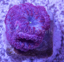 Carregar imagem no visualizador da galeria, FK Addams Family Blastomussa Welssi Grade B (Rare Color - Collector Coral)