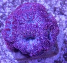 Load image into Gallery viewer, FK Addams Family Blastomussa Welssi Grade B (Rare Color - Collector Coral)