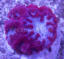Load image into Gallery viewer, FK Addams Family Blastomussa Welssi (Rare Color - Collector Coral)