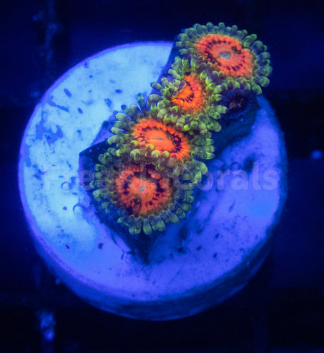 FK Rainbow Incinerator Zoanthus (Signature Coral)