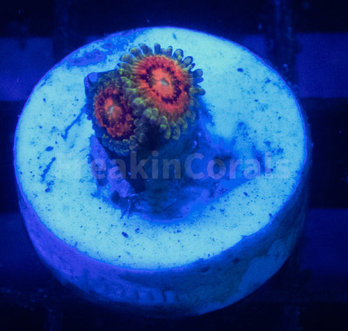 FK Rainbow Incinerator Zoanthus (Signature Coral)