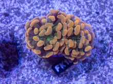 Load image into Gallery viewer, FK Ultra Gold Orange Tip and Green Tentacle Paraancora Euphyllia (2 or more Heads)