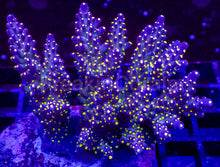 Carregar imagem no visualizador da galeria, Acropora valida “Tricolour” – Cut-to-Order Frag - freakincorals.com