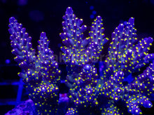 Carregar imagem no visualizador da galeria, Acropora valida “Tricolour” – Cut-to-Order Frag - freakincorals.com