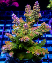 Carregar imagem no visualizador da galeria, Acropora “Green &amp; Gold Cerealis” – Cut-to-Order Frag - freakincorals.com