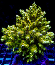 Carregar imagem no visualizador da galeria, Acropora tenuis “Holy Grail” – Cut-to-Order Frag - freakincorals.com