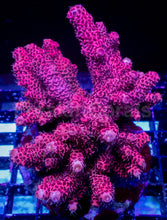Carregar imagem no visualizador da galeria, Acropora millepora “Strong Pink” – Cut-to-Order Frag - freakincorals.com