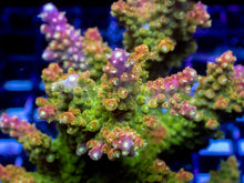 Carregar imagem no visualizador da galeria, Acropora “Green &amp; Gold Cerealis” – Cut-to-Order Frag - freakincorals.com