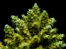 Carregar imagem no visualizador da galeria, Acropora tenuis “Holy Grail” – Cut-to-Order Frag - freakincorals.com
