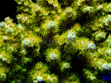 Carregar imagem no visualizador da galeria, Acropora tenuis “Holy Grail” – Cut-to-Order Frag - freakincorals.com