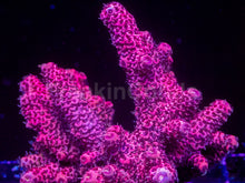 Carregar imagem no visualizador da galeria, Acropora millepora “Strong Pink” – Cut-to-Order Frag - freakincorals.com