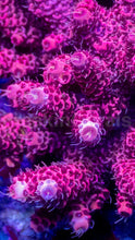 Carregar imagem no visualizador da galeria, Acropora millepora “Strong Pink” – Cut-to-Order Frag - freakincorals.com