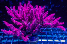 Carregar imagem no visualizador da galeria, Acropora “PC Rainbow” – Cut-to-Order Frag - freakincorals.com