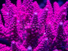 Carregar imagem no visualizador da galeria, Acropora “PC Rainbow” – Cut-to-Order Frag - freakincorals.com