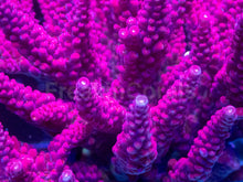 Carregar imagem no visualizador da galeria, Acropora “PC Rainbow” – Cut-to-Order Frag - freakincorals.com
