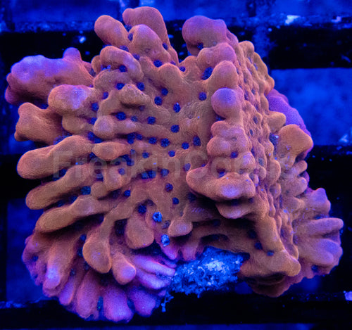 Mean Strike Montipora
