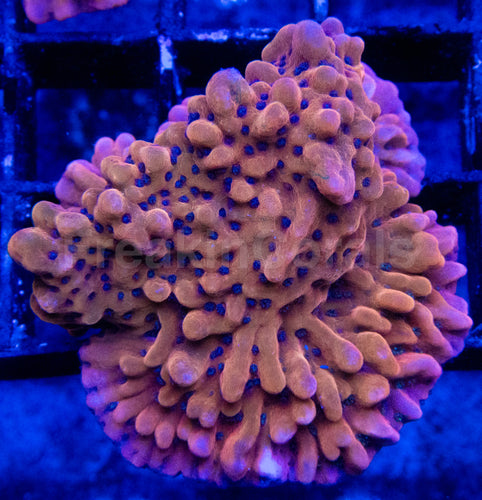 Mean Strike Montiporaspssp