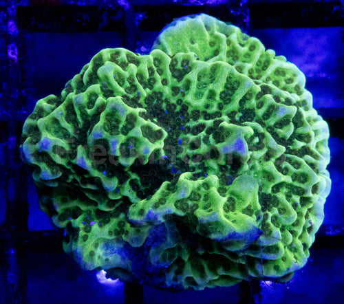 Green Montipora
