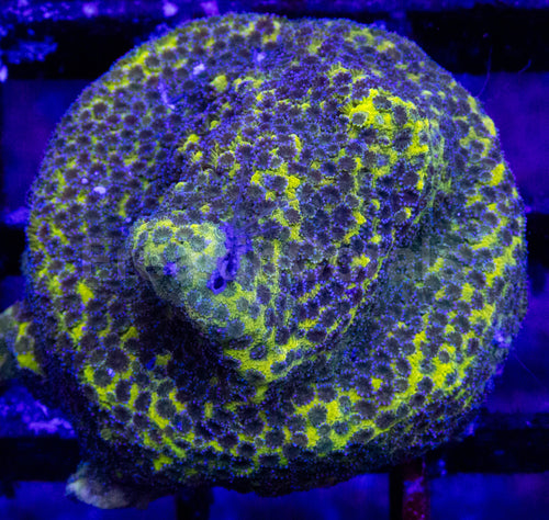 Apple Berry Montipora