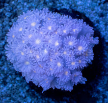 Load image into Gallery viewer, Goniopora “Blue Solar Flare” – Frag - freakincorals.com