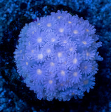 Load image into Gallery viewer, Goniopora “Blue Solar Flare” – Frag - freakincorals.com