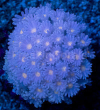 Load image into Gallery viewer, Goniopora “Blue Solar Flare” – Frag - freakincorals.com