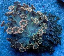 Carregar imagem no visualizador da galeria, Alveopora “Golden Fusion Duo” – WYSIWYG - freakincorals.com