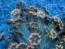 Carregar imagem no visualizador da galeria, Alveopora “Golden Fusion Duo” – WYSIWYG - freakincorals.com