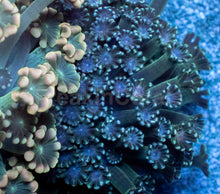 Carregar imagem no visualizador da galeria, Alveopora “Golden Fusion Duo” – WYSIWYG - freakincorals.com