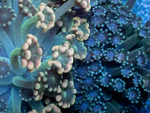 Carregar imagem no visualizador da galeria, Alveopora “Golden Fusion Duo” – WYSIWYG - freakincorals.com