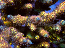 Load image into Gallery viewer, FK &quot;The Rock&quot; Millepora Acropora (Signature Acropora, Ultra Color, Cut-To-Order)
